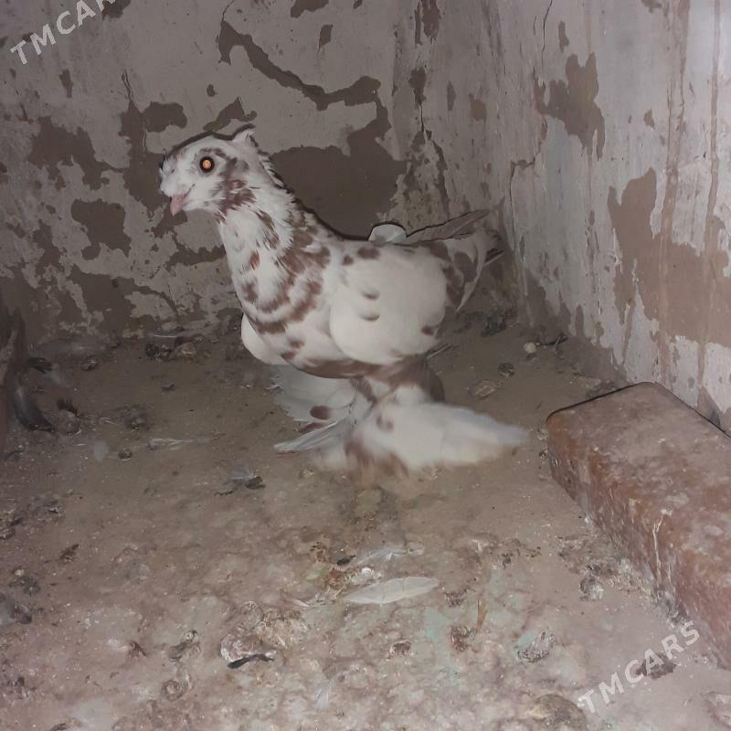 голбы - Mary - img 5