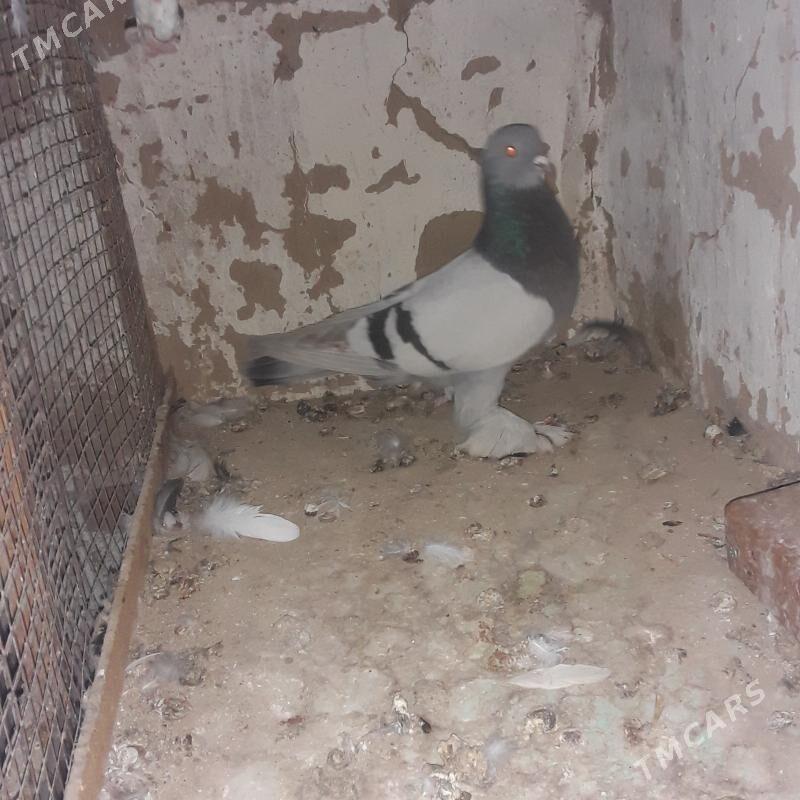 голбы - Mary - img 4