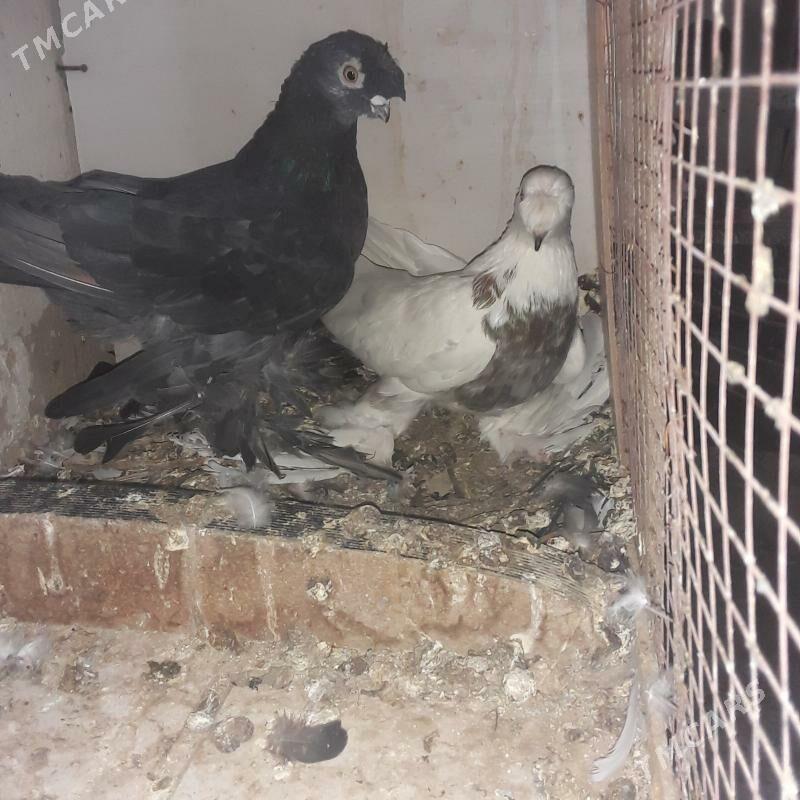 голбы - Mary - img 7