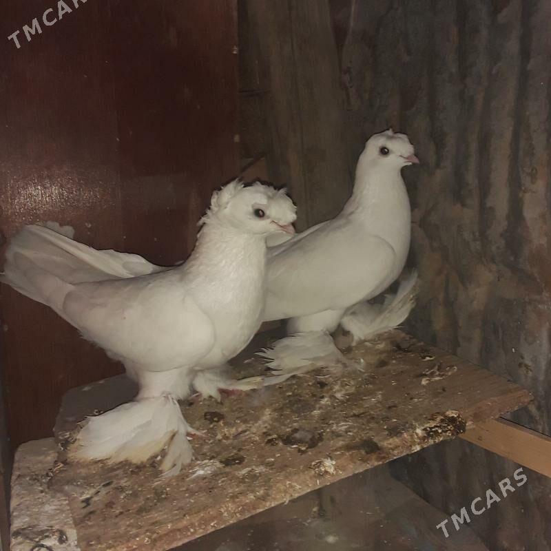 голбы - Mary - img 2