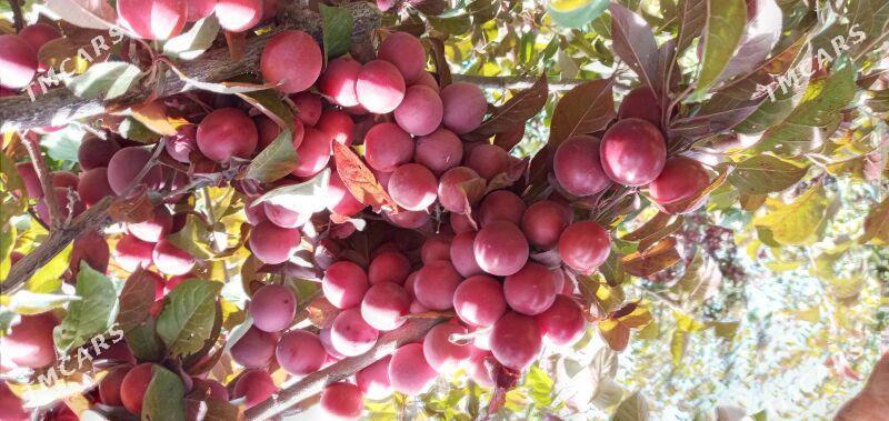 Nahal Sapylan - Baýramaly - img 8