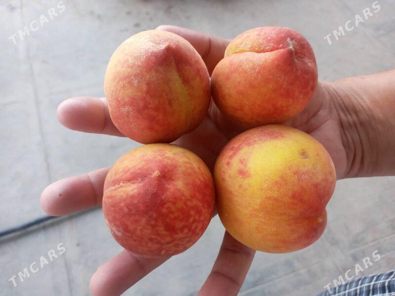 Nahal Sapylan - Baýramaly - img 6