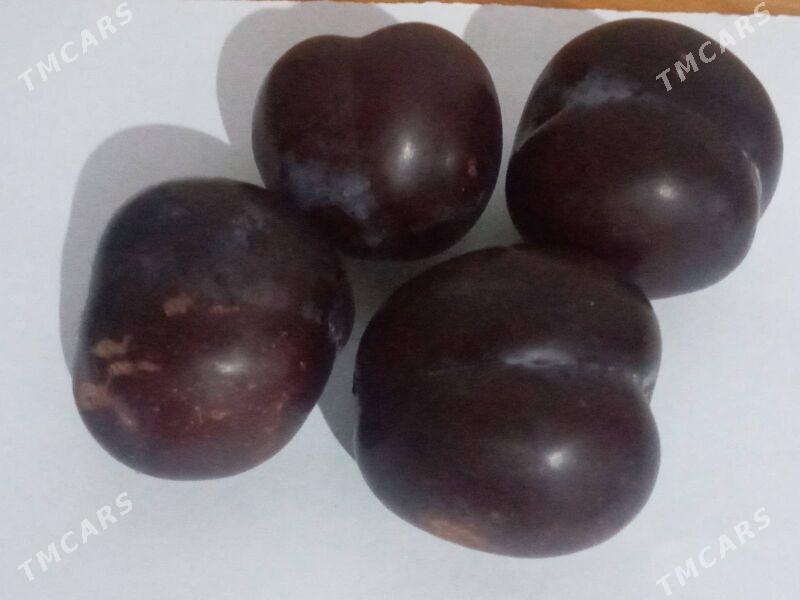 Nahal Sapylan - Baýramaly - img 2