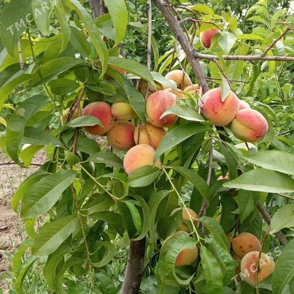 Nahal Sapylan - Baýramaly - img 1