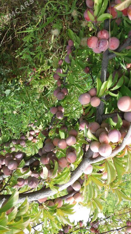 Nahal Sapylan - Baýramaly - img 9