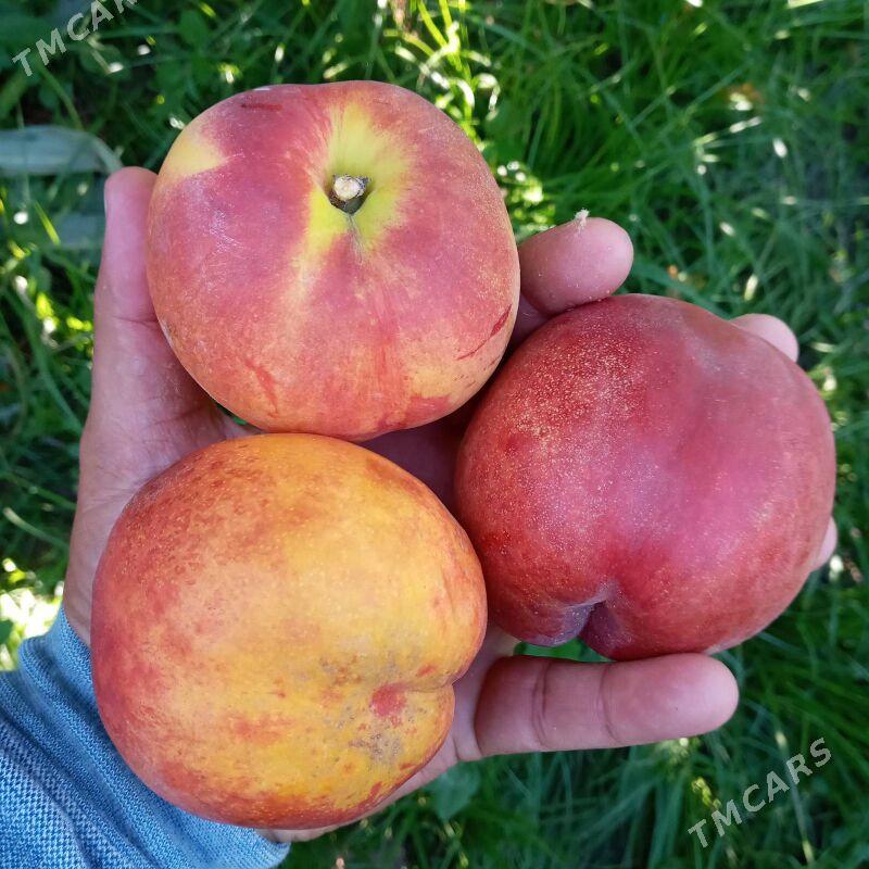 Nahal Sapylan - Baýramaly - img 3