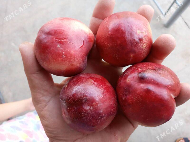 Nahal Sapylan - Baýramaly - img 4