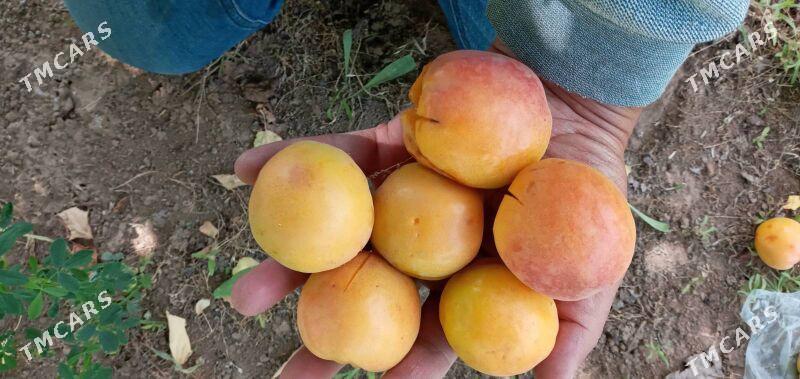 Nahal Sapylan - Baýramaly - img 5