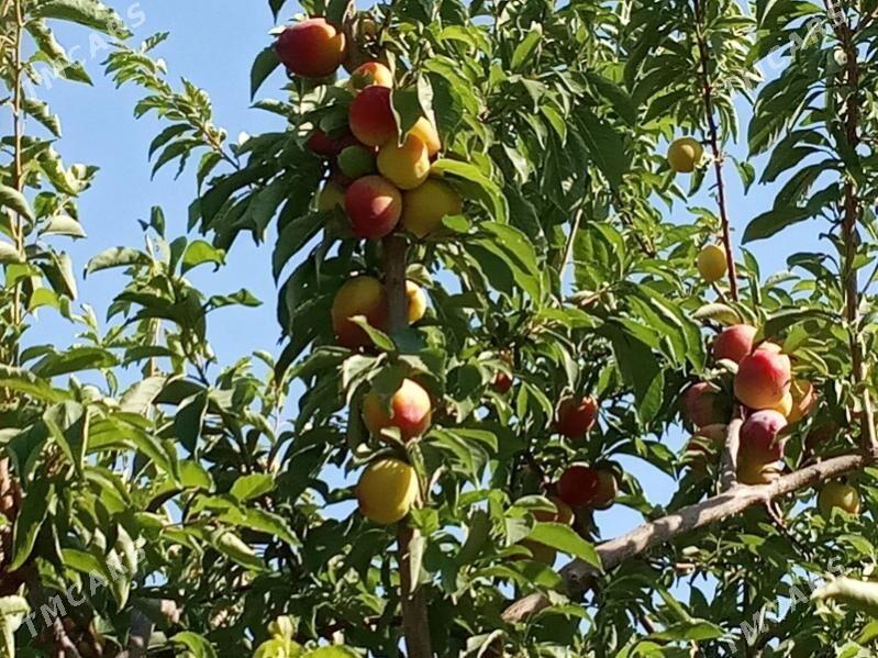 Nahal Sapylan - Baýramaly - img 7