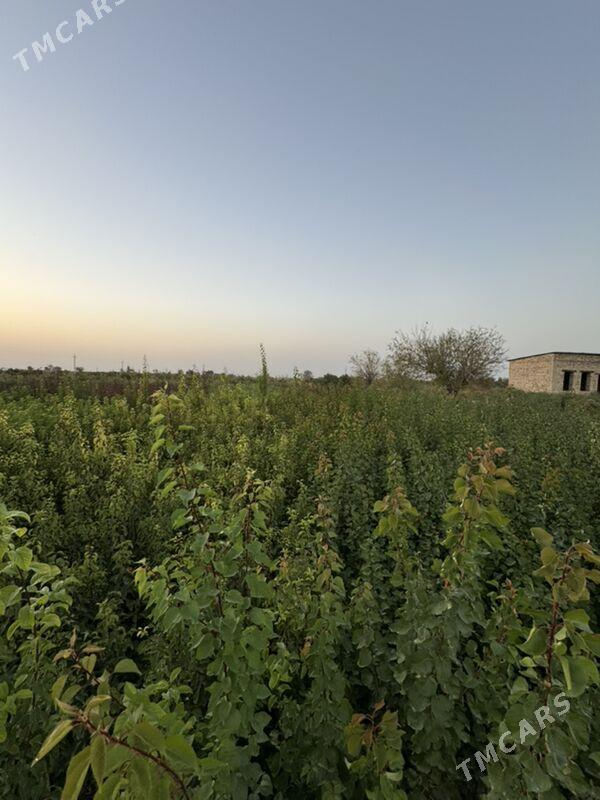 Nahal Sapylan - Baýramaly - img 10