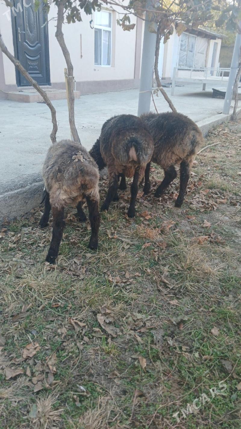 Tokly - Gökdepe - img 2