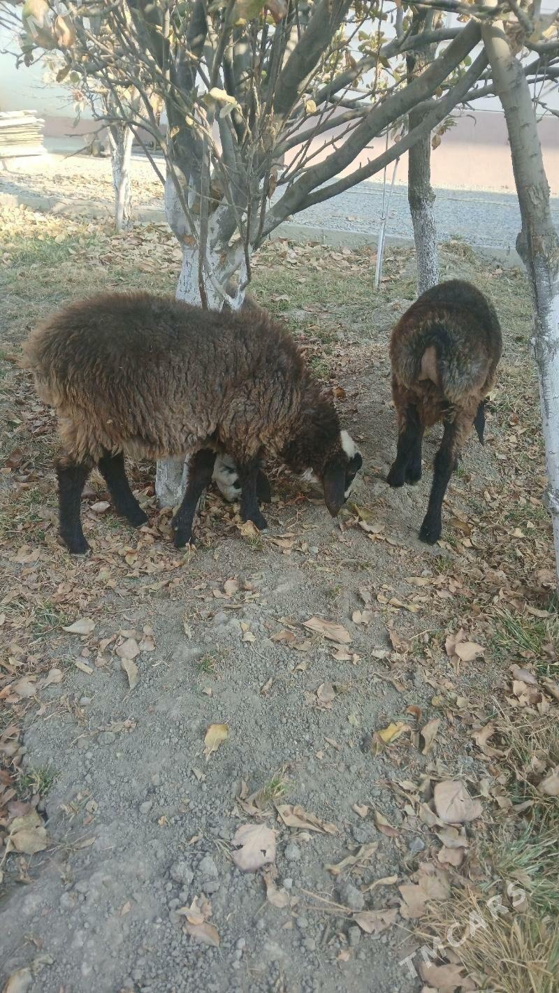 Tokly - Gökdepe - img 4