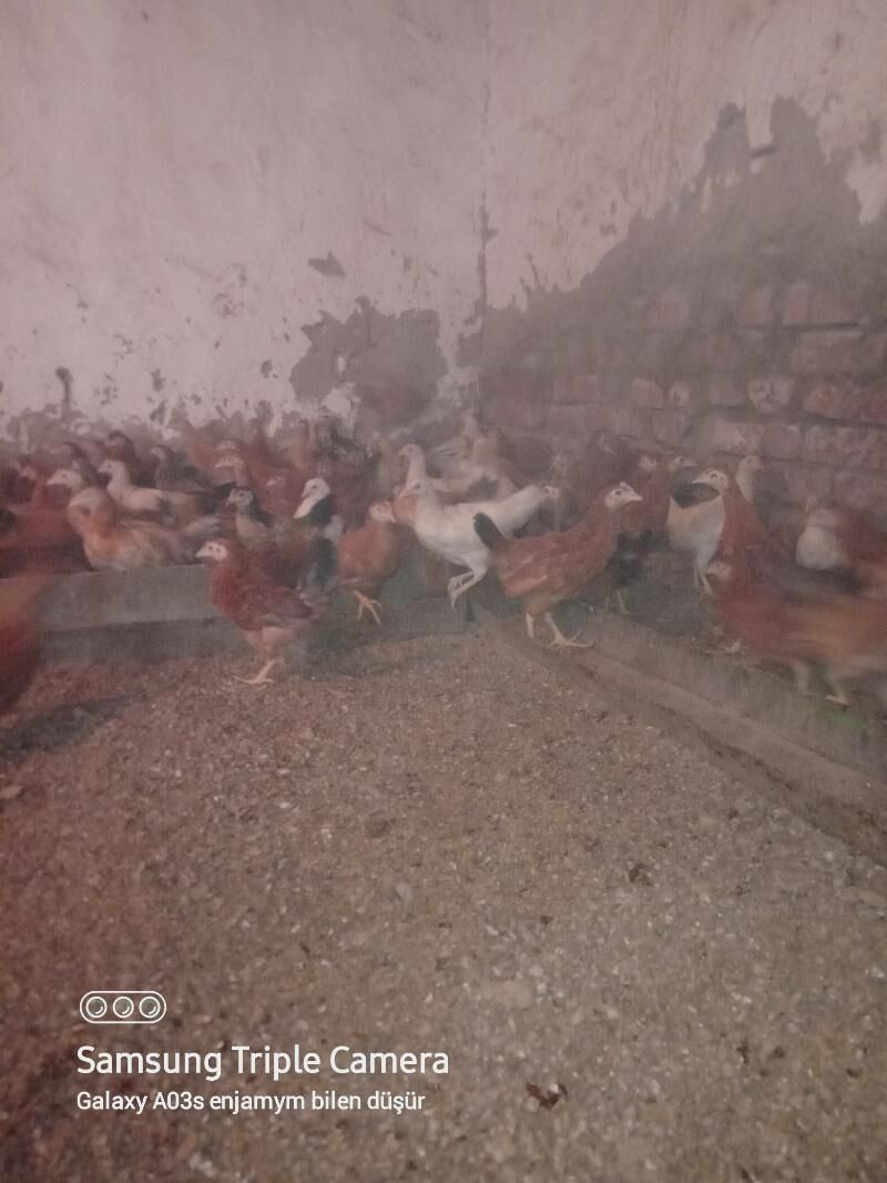 Jüje - Бахарден - img 2