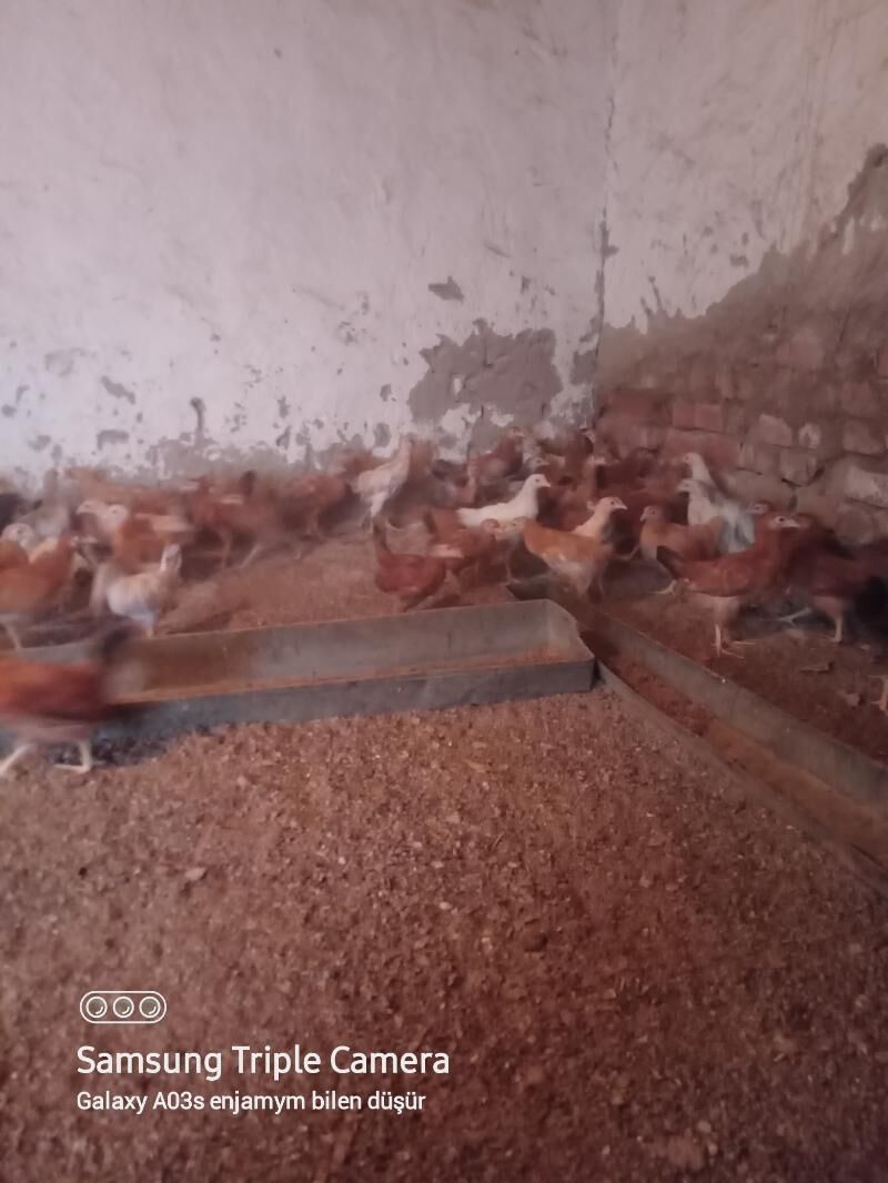 Jüje - Бахарден - img 5