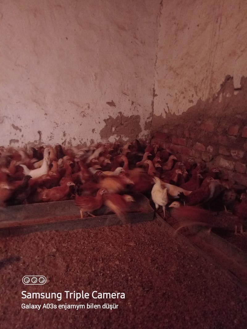 Jüje - Бахарден - img 6