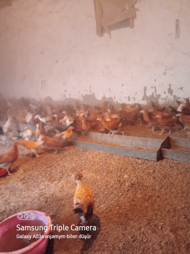 Jüje - Бахарден - img 7