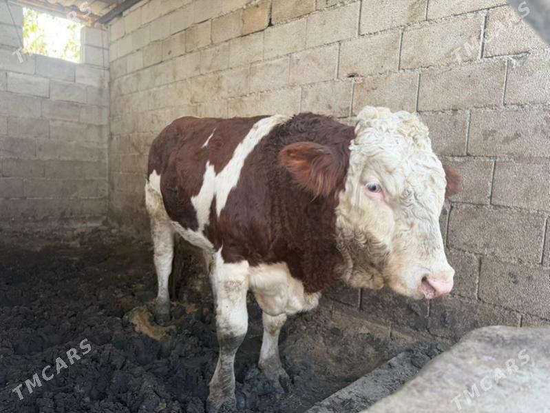 okuz - Гуртли - img 5