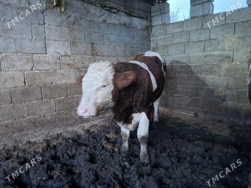 okuz - Гуртли - img 9