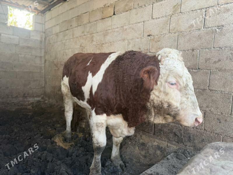 okuz - Гуртли - img 4