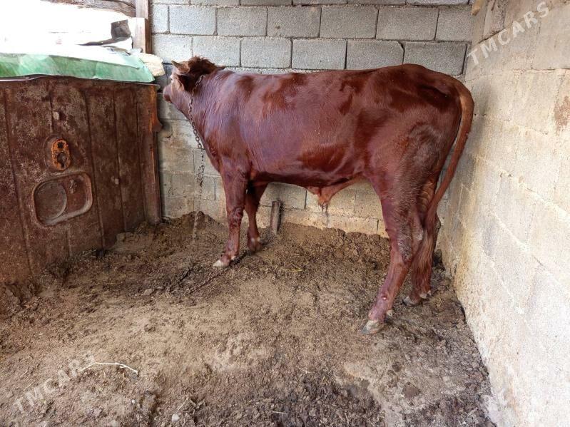 paý - Бузмеин - img 3