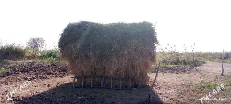 Ýorunja - Сакарчага - img 2