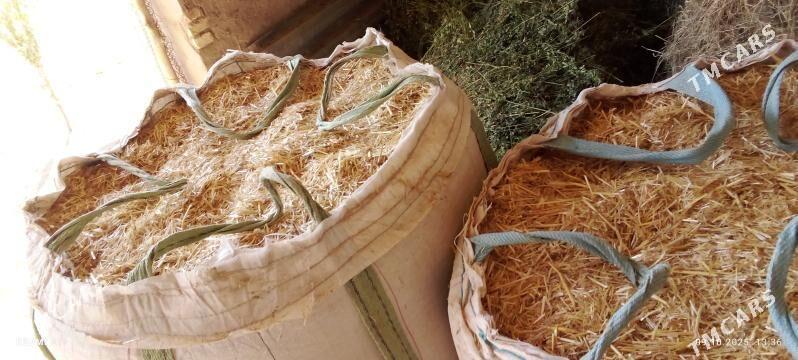 ARPAŇ SAMANY - Sakarçäge - img 3