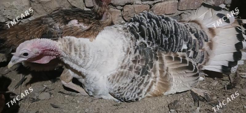 курк индюк - Туркменабат - img 1