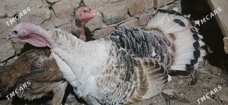 курк индюк - Туркменабат - img 3