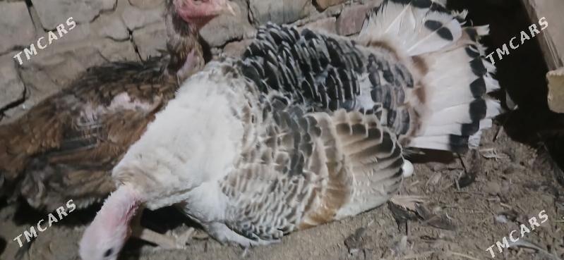 курк индюк - Туркменабат - img 2