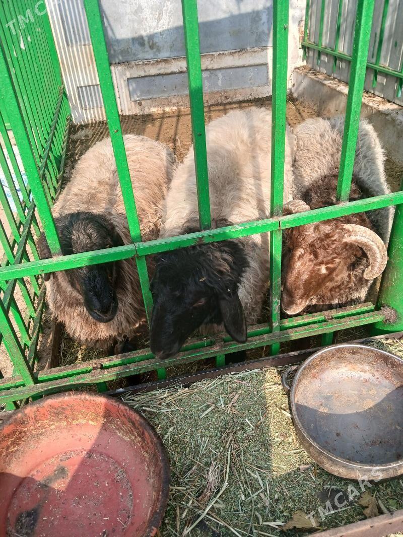 Goÿun işek - Aşgabat - img 1