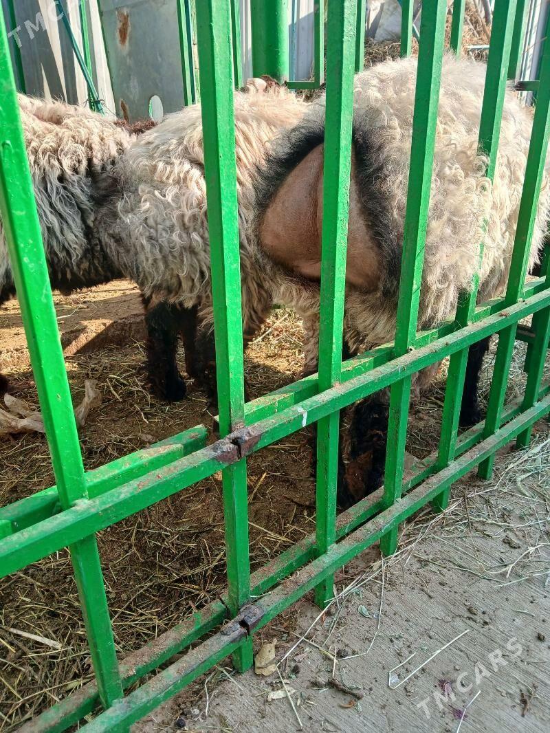 Goÿun işek - Aşgabat - img 4