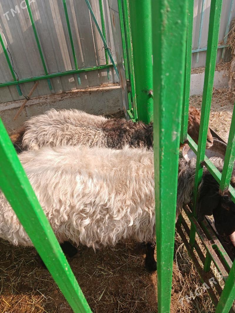 Goÿun işek - Aşgabat - img 2