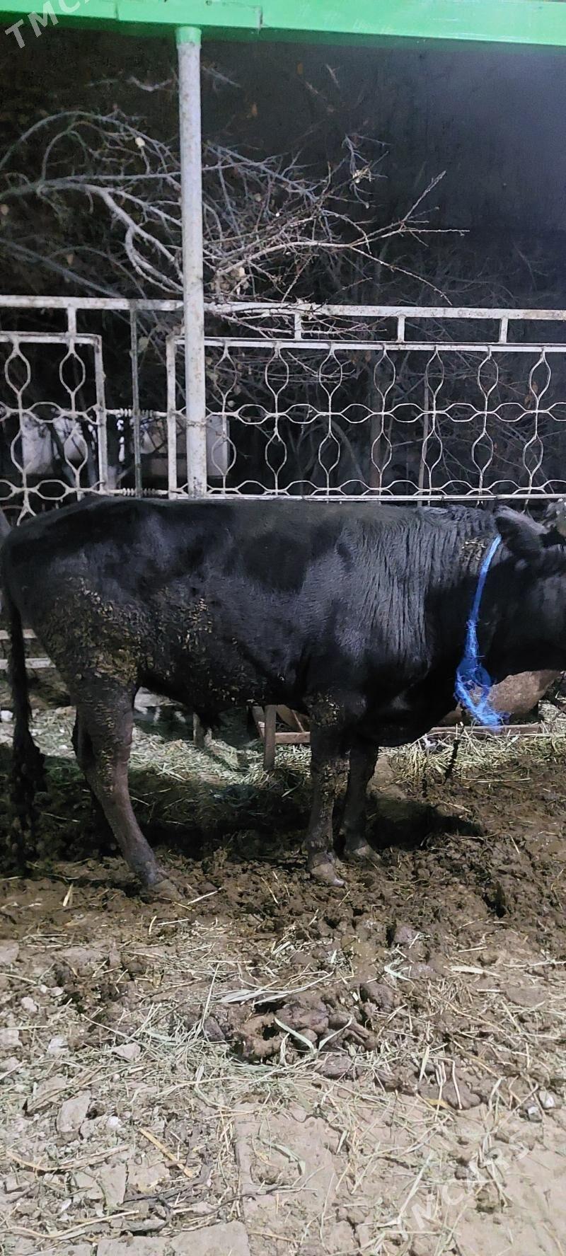 ÖKIZ BAKYLAN - Бахарден - img 2