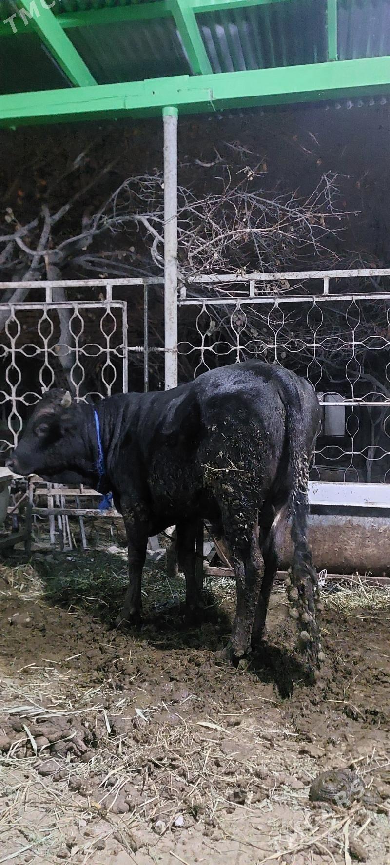 ÖKIZ BAKYLAN - Бахарден - img 3