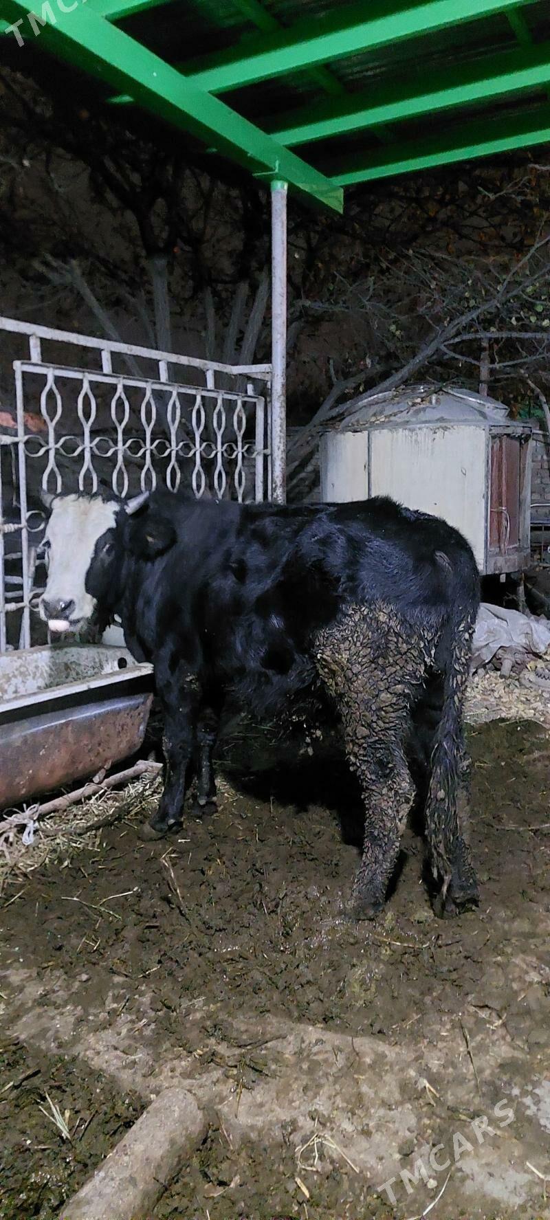 ÖKIZ BAKYLAN - Бахарден - img 3