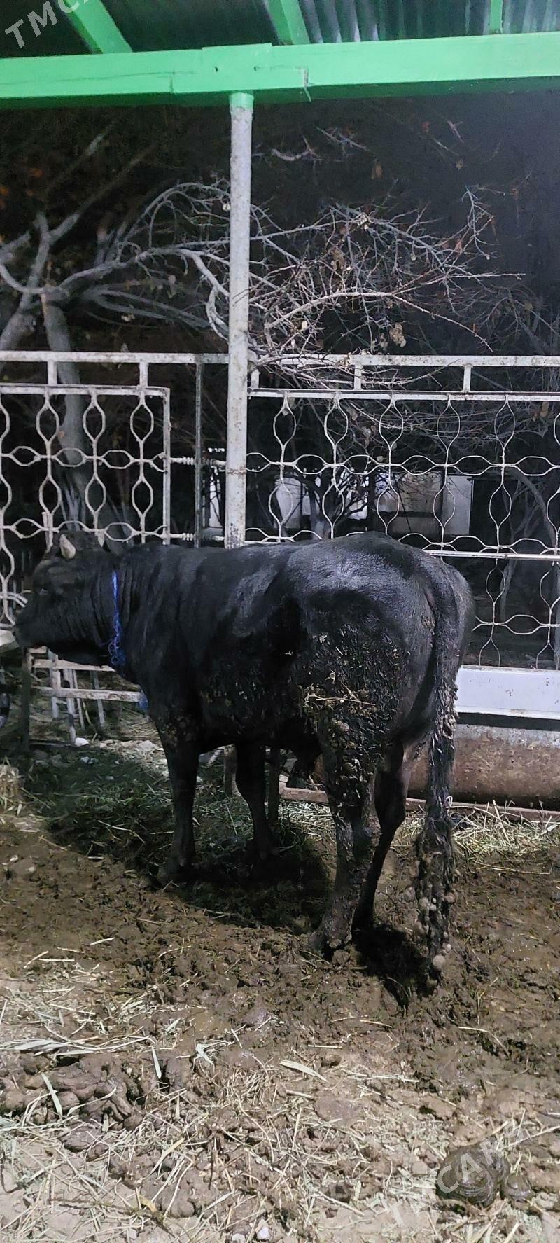 ÖKIZ BAKYLAN - Бахарден - img 4