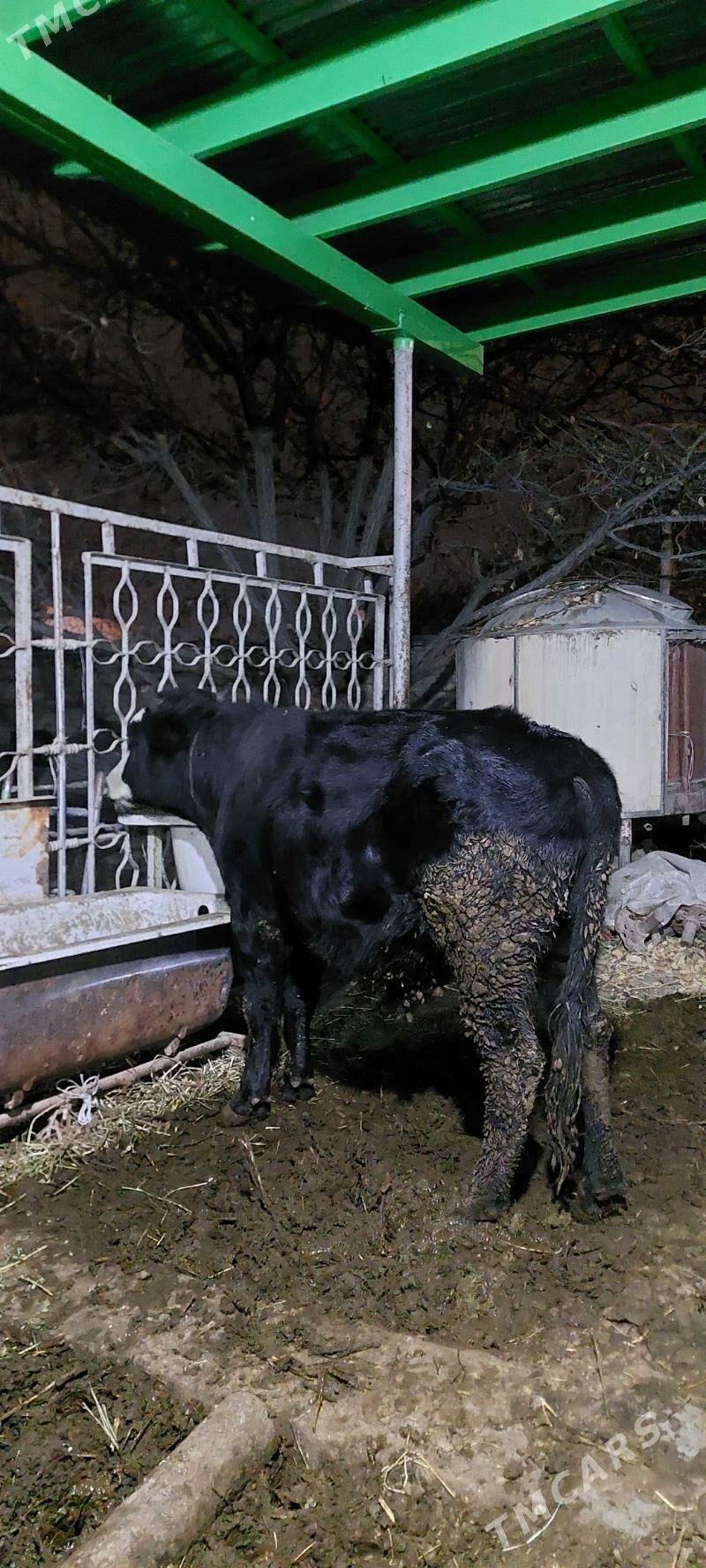 ÖKIZ BAKYLAN - Бахарден - img 2