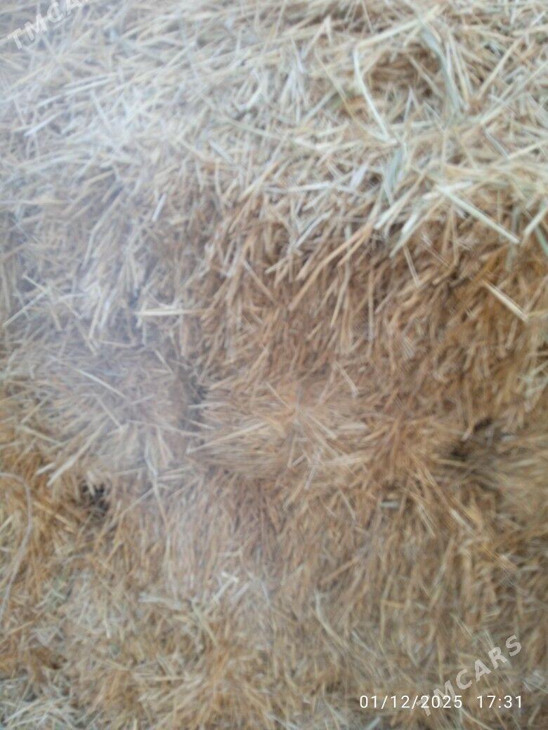 saman - Бахарден - img 2