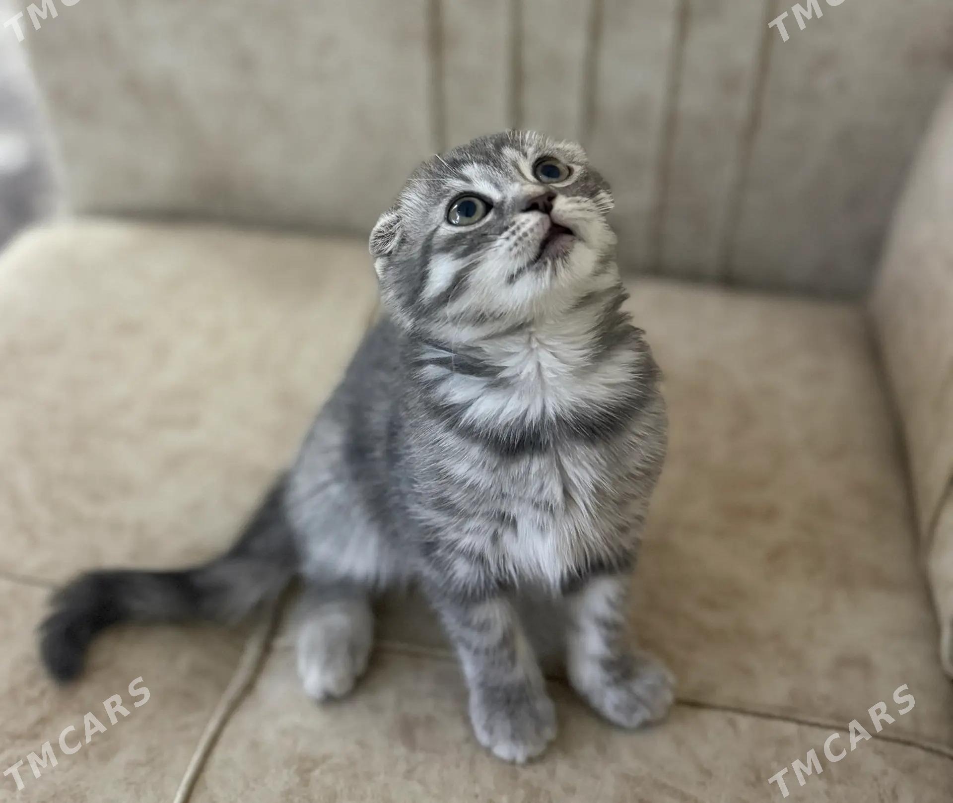 pisik кошка - Aşgabat - img 2