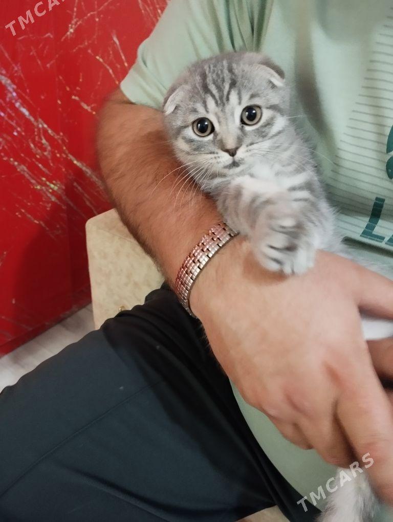 pisik кошка - Aşgabat - img 4