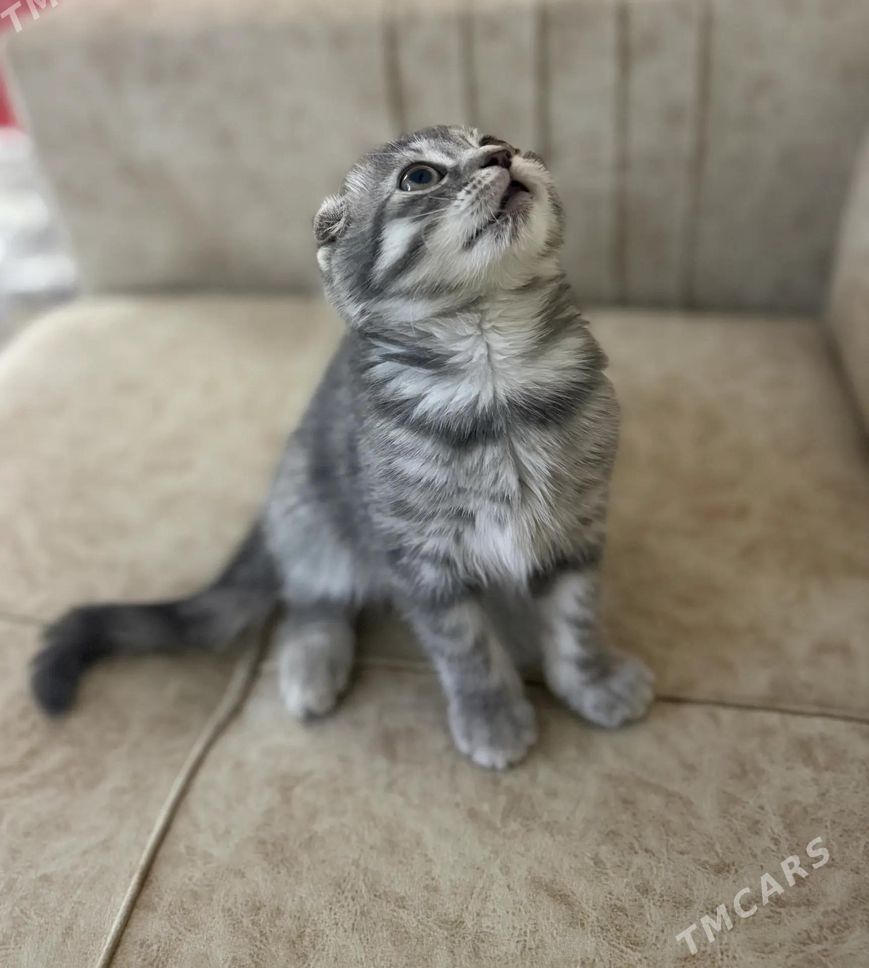 pisik кошка - Aşgabat - img 3