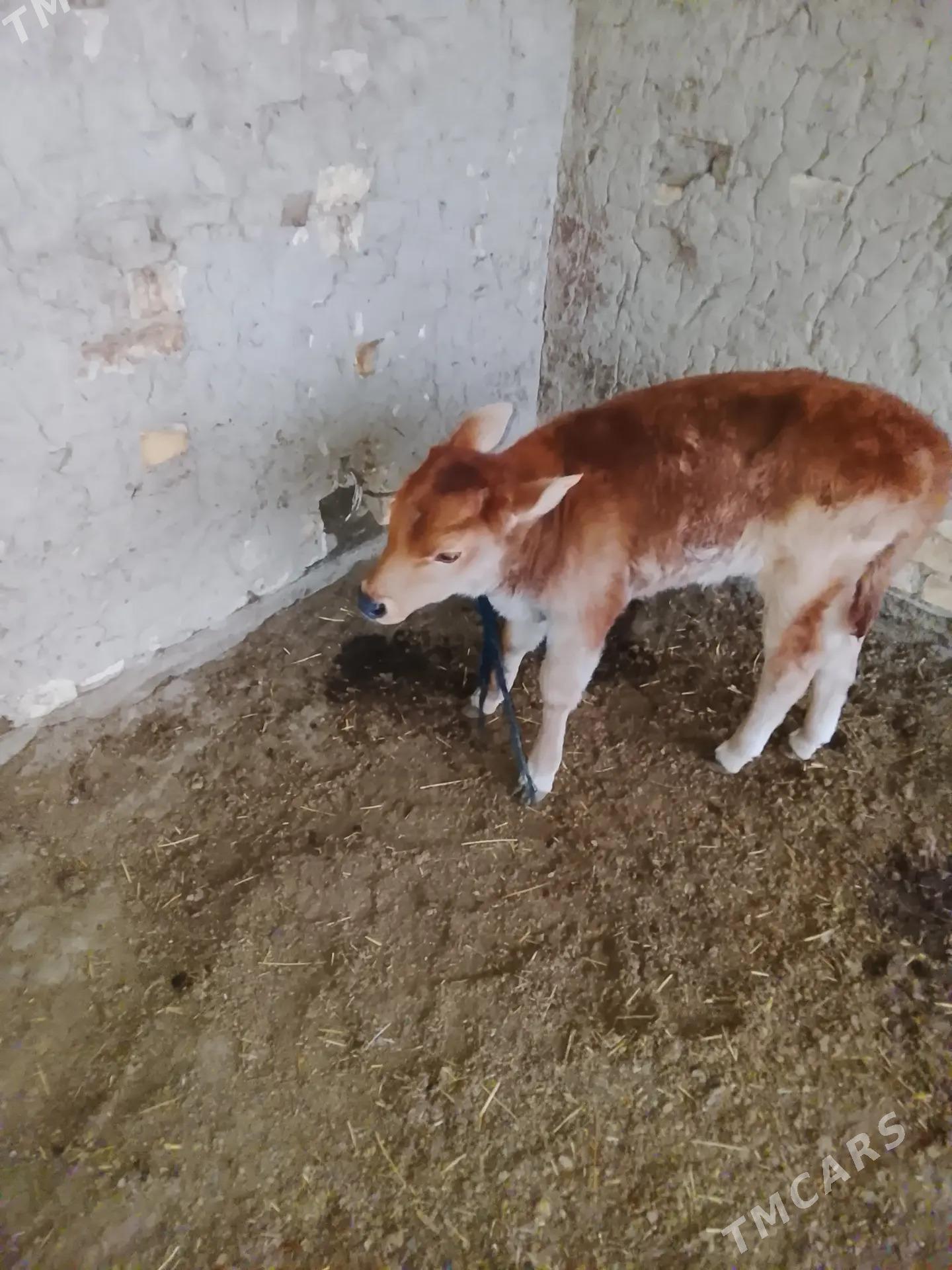 latys goleli sygyr - Векильбазар - img 3