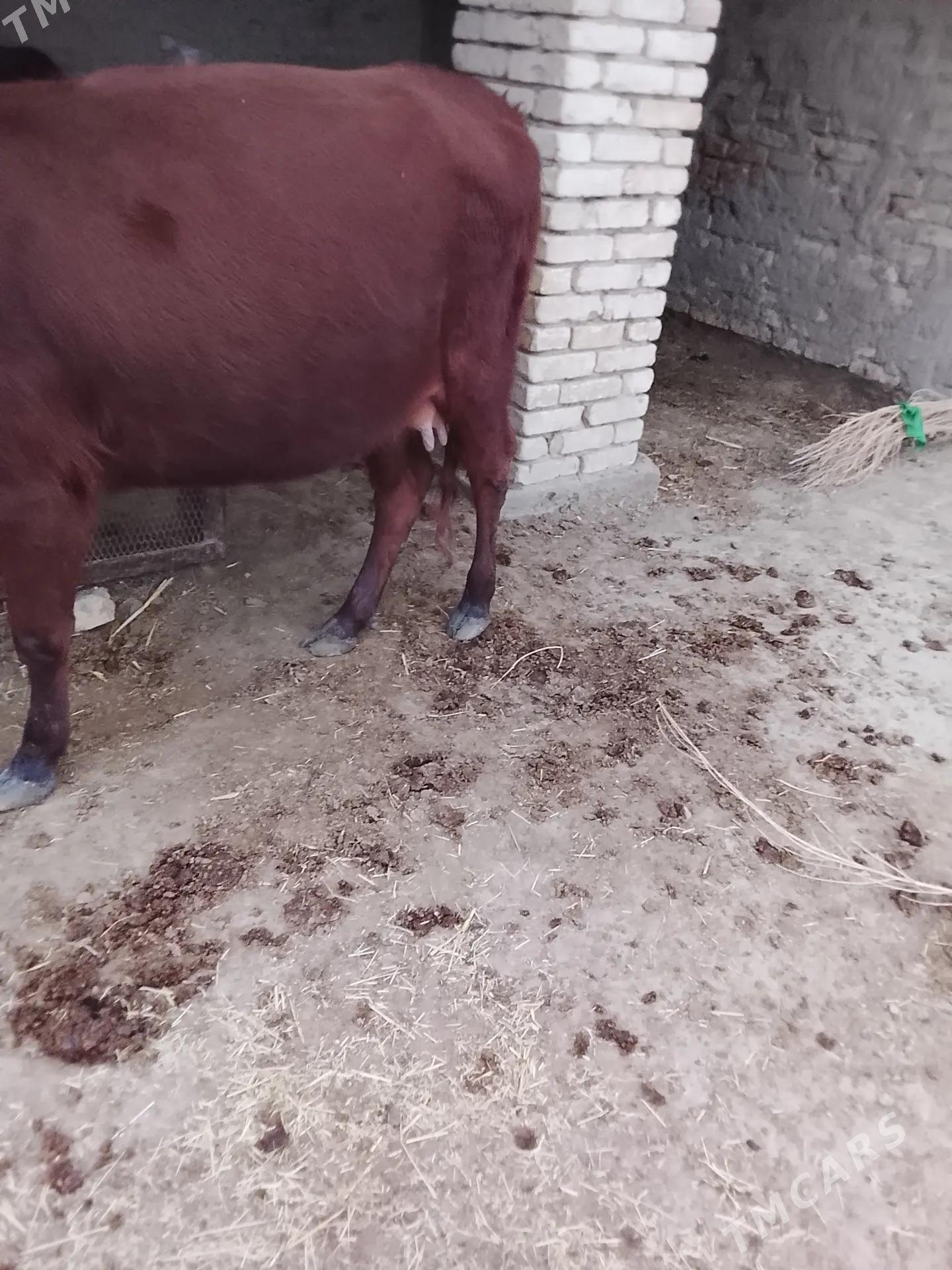 latys goleli sygyr - Векильбазар - img 4