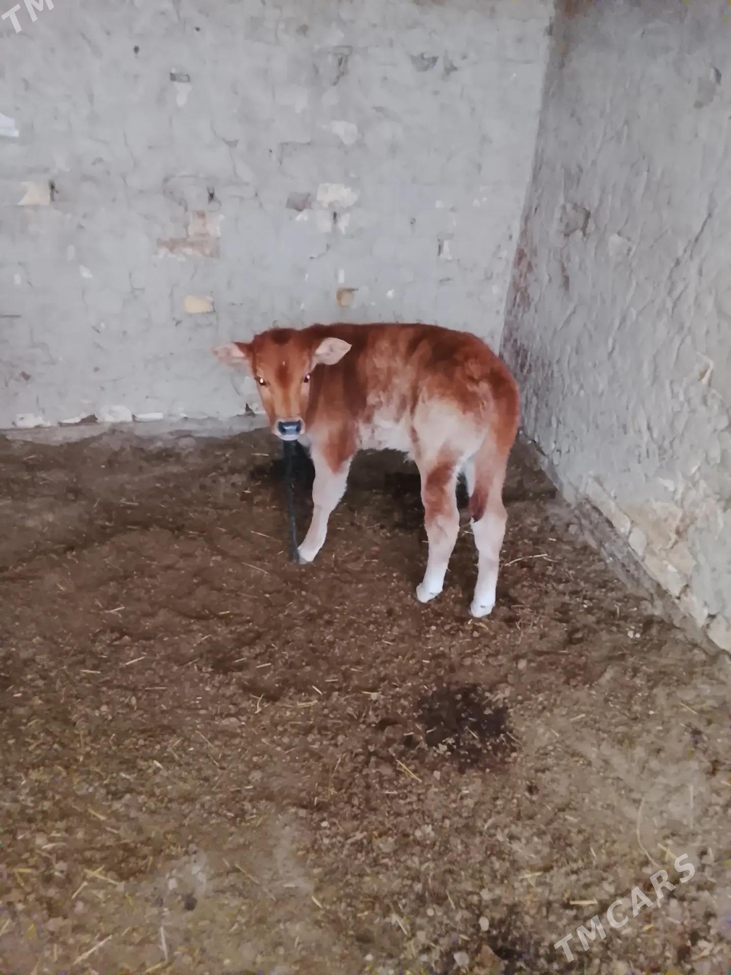 latys goleli sygyr - Векильбазар - img 6