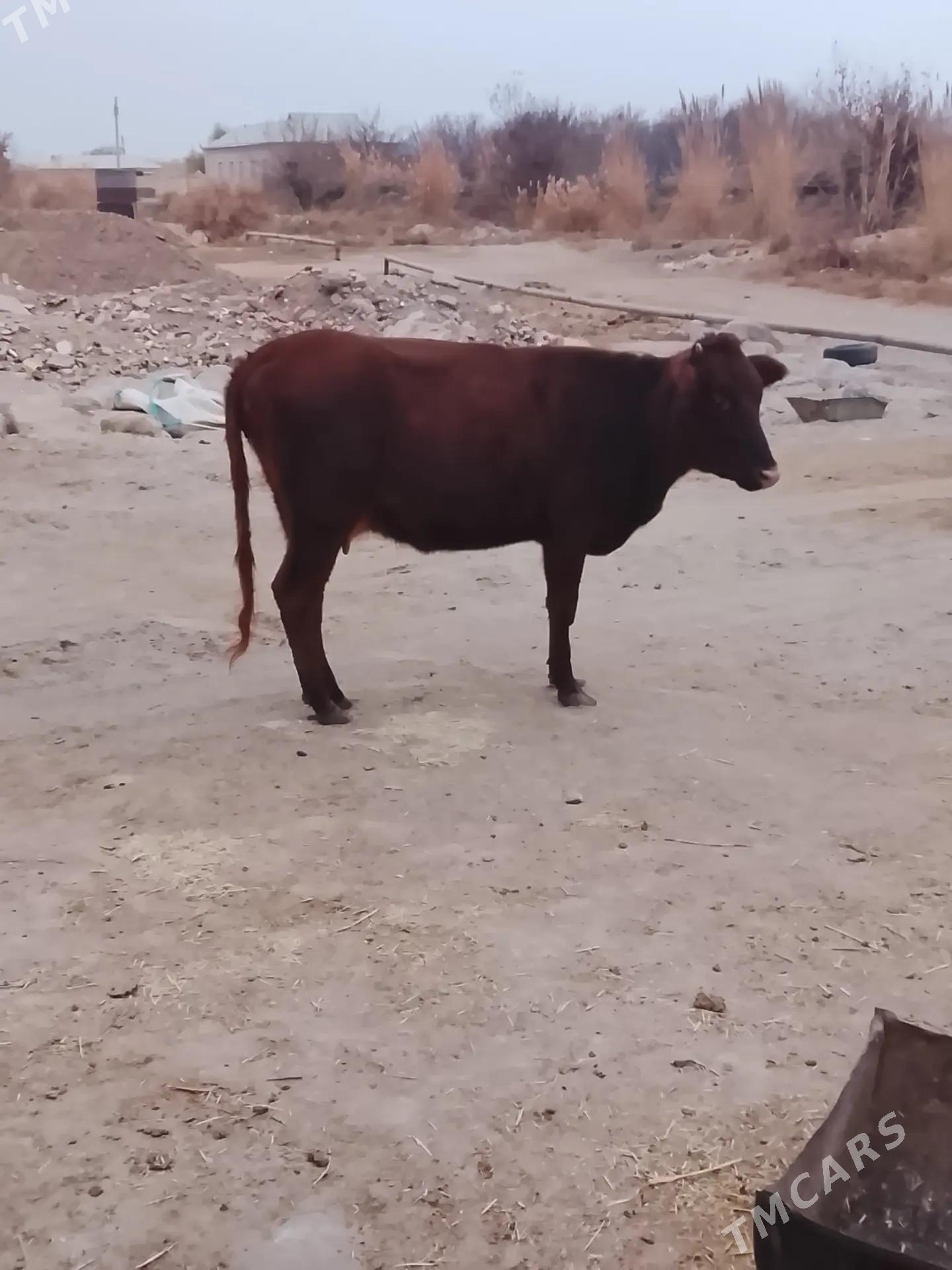 latys goleli sygyr - Векильбазар - img 1