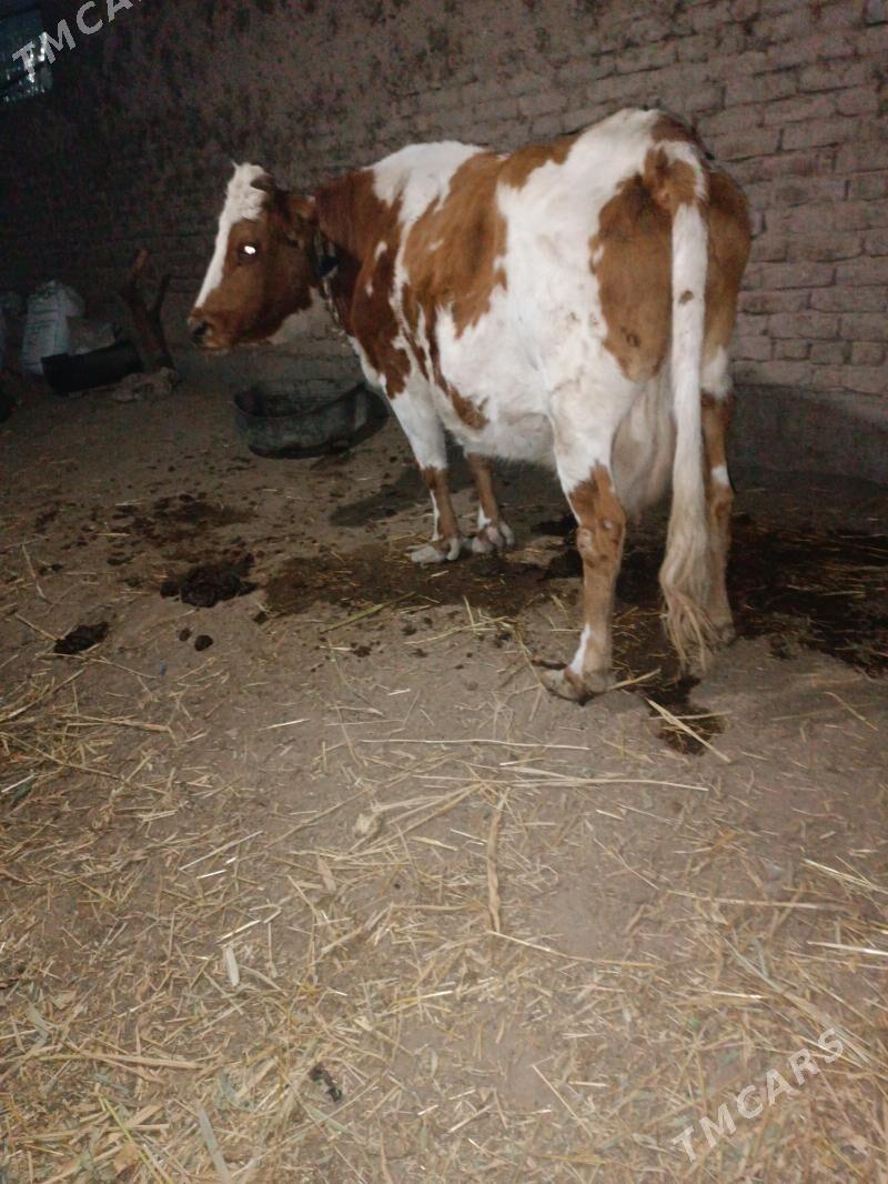 goleli sygyr - Губадаг - img 2