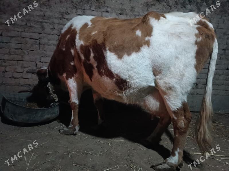 goleli sygyr - Губадаг - img 3