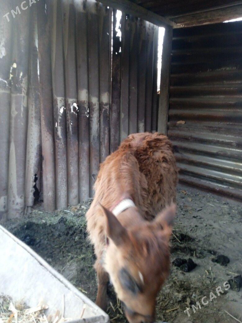 Gulajyn - Мары - img 2