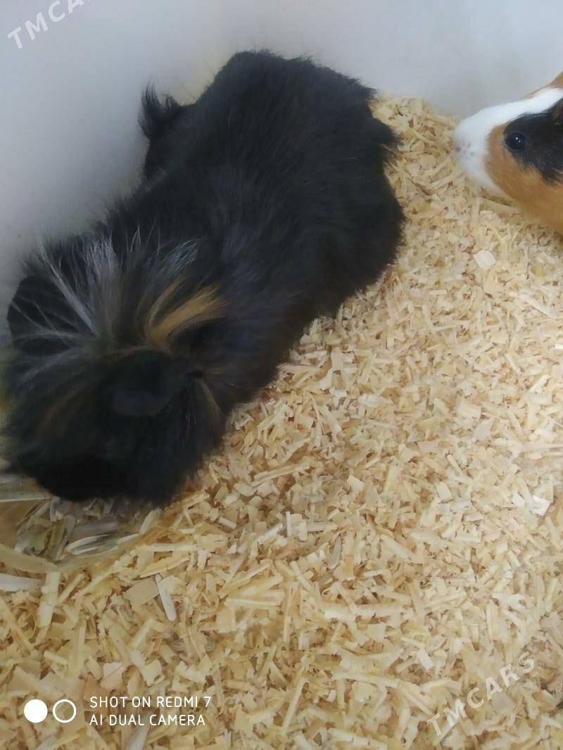 морские свинки - Мир 7 - img 2