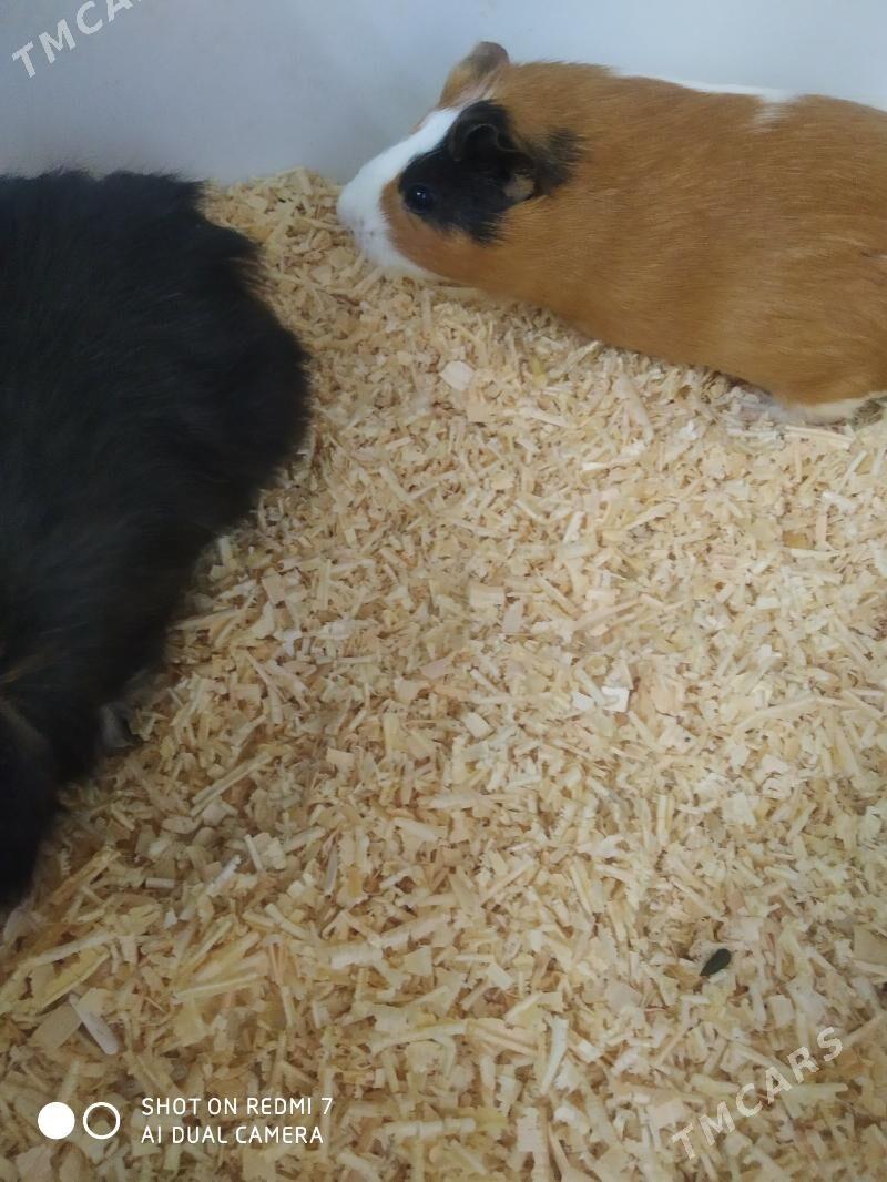 морские свинки - Мир 7 - img 3